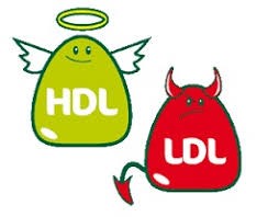 HDL LDLjpg
